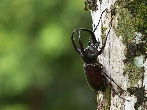 ボルネオオオカブト