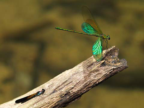 緑色のカワトンボ