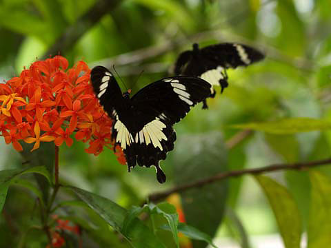 シロオビモンキアゲハ