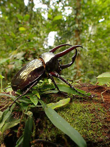アトラスオオカブト
