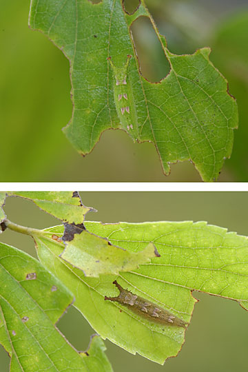 オオムラサキの幼虫