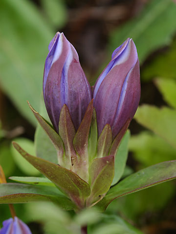 リンドウのつぼみ