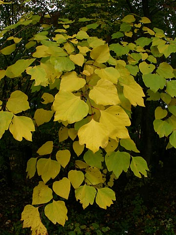 ダンコウバイの黄葉