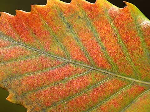 ミズナラの紅葉