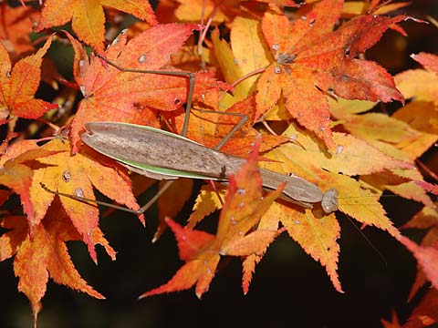 オオカマキリの日光浴