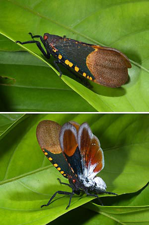 威嚇するハゴロモ