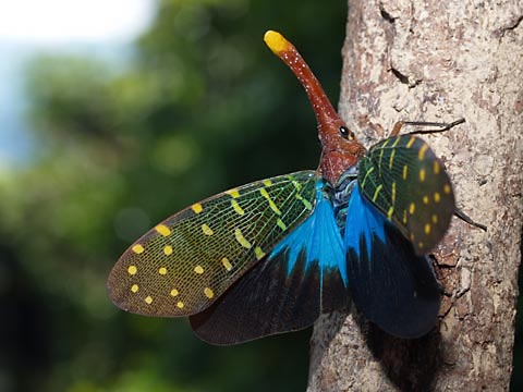 テングビワハゴロノモの下翅