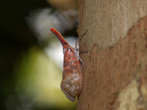再びテングビワハゴロモ