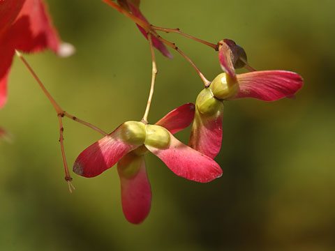 カエデの種