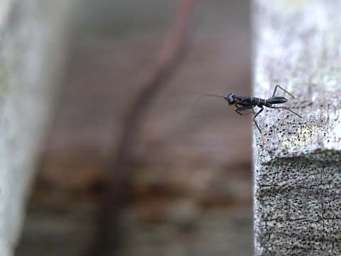 アリそっくりなカマキリ