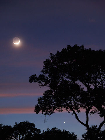 キャノピーから見た月