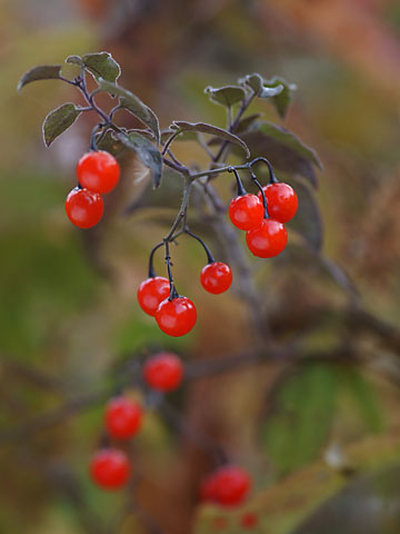 ヒヨドリジョウゴ