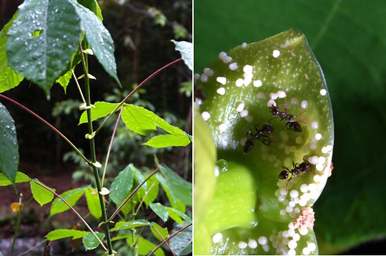 マカランダに住むアリ