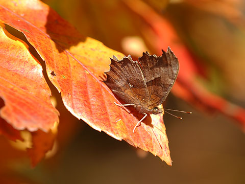 日光浴するキタテハ