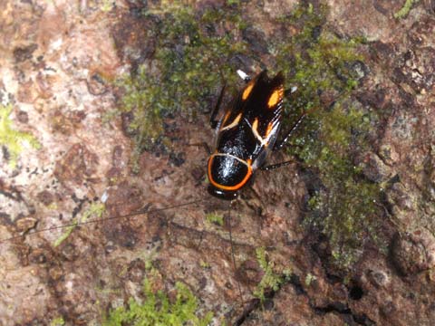 派手な色のゴキブリ