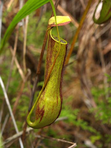 ボルネオ取材終了