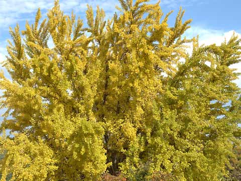 イチョウの黄葉