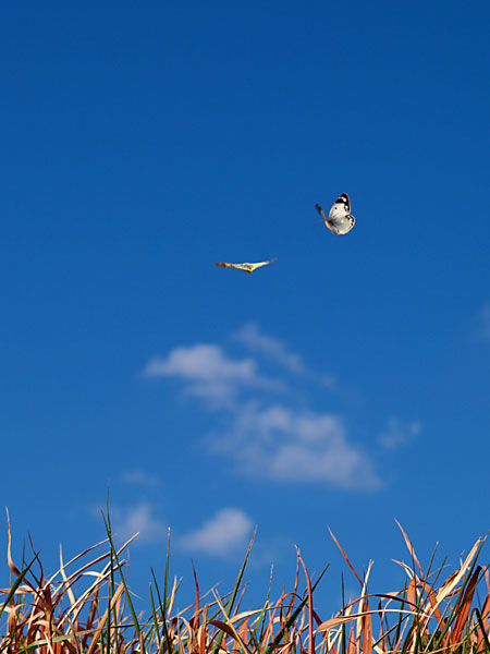 モンキチョウの追飛