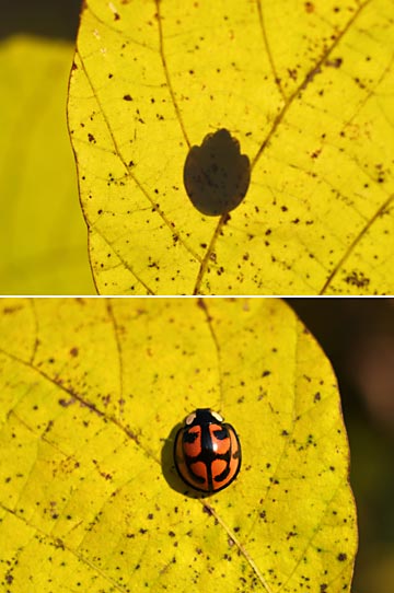 シルエットクイズ（E-1　テッサー50mm）