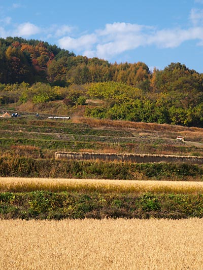 まだ刈られていない稲