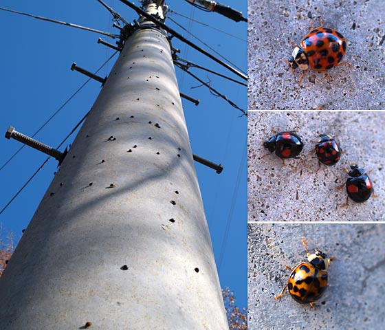 テントウムシの越冬集団