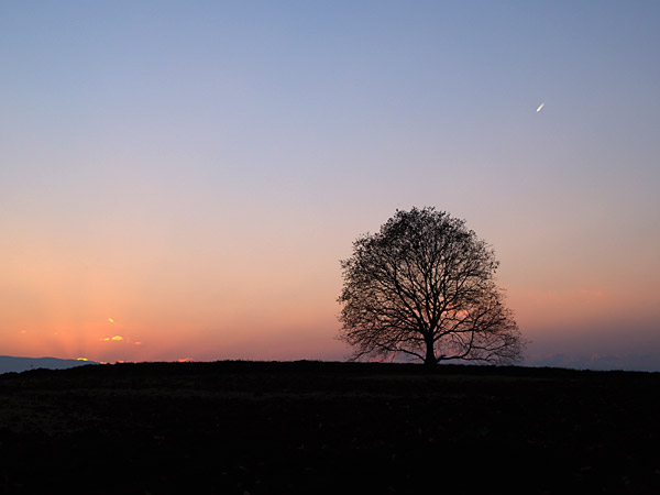 クルミの木（定点）