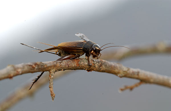 モズのはやにえ（エンマコオロギ）