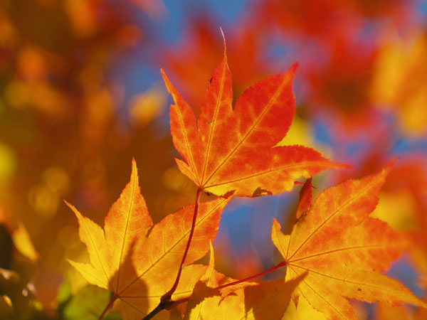 カエデ（ジュピーター9、85mmＦ2.0　E-1）