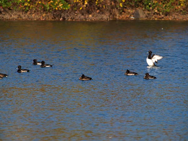 カモがやってきた
