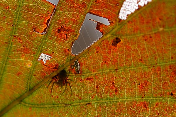 シルエットクイズ1