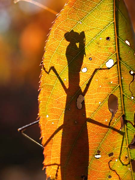 シルエットクイズ2