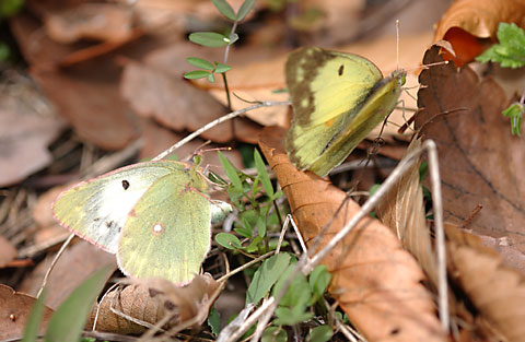 モンキチョウの産卵