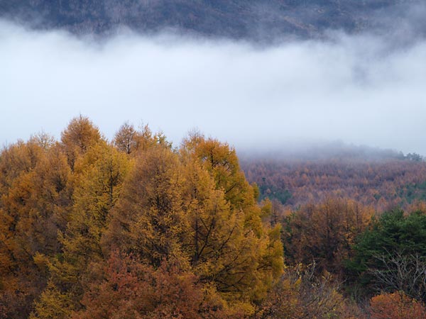 カラマツの黄葉
