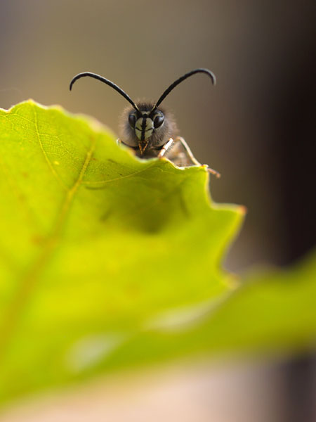 クロスズメバチのオス