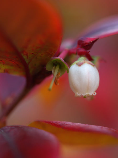 ブルーベリーの花(E-1撮影会)