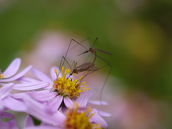 ガガンボの仲間の交尾