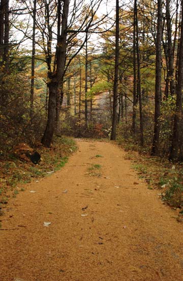 カラマツの落葉