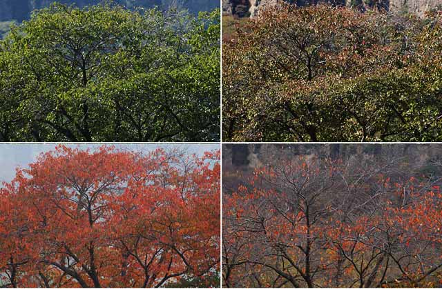 サクラの定点撮影