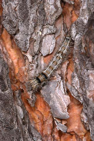 マツカレハの幼虫