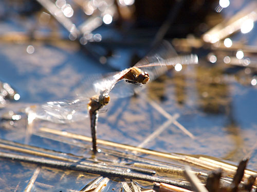 アキアカネの産卵