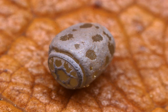 トビナナフシの卵