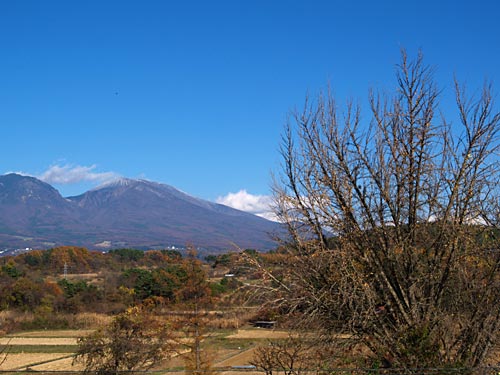 葉の落ちたイチョウ