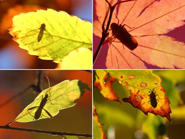 今日のシルエットクイズ