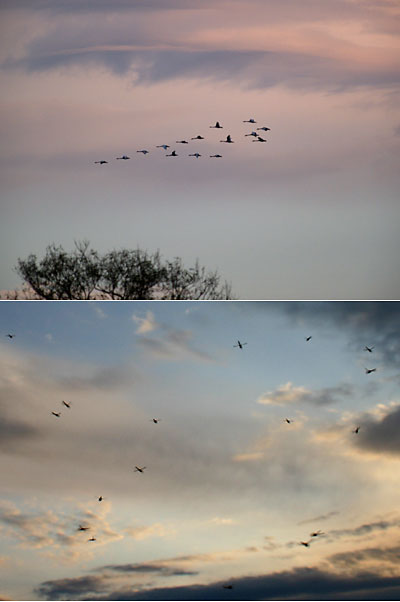 白鳥とユスリカ