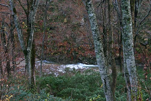奥胎内のブナ林