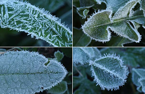 霜が付いた葉