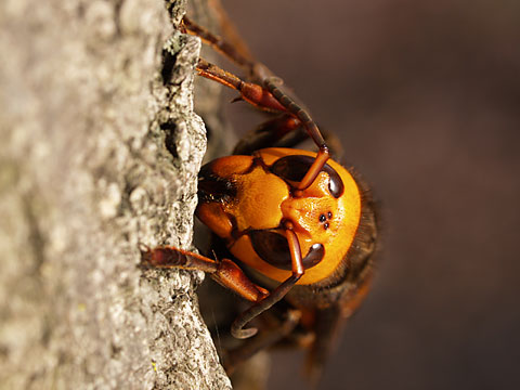 オオスズメバチ