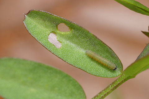 モンキチョウの幼虫