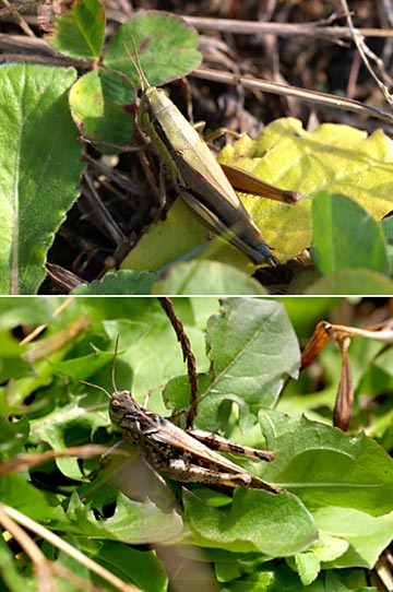 イナゴとクルマバッタモドキ