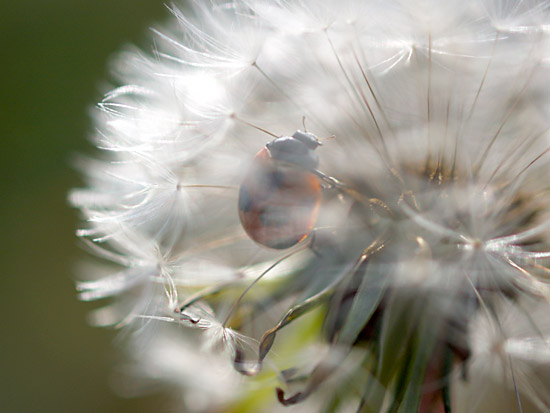ナナホシテントウ